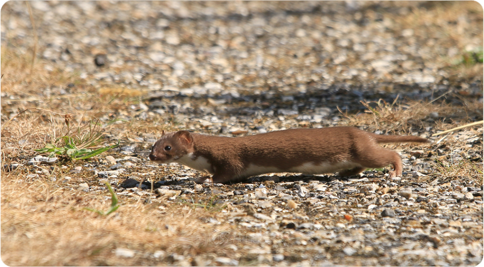 Recent Sightings 17th - 23rd September